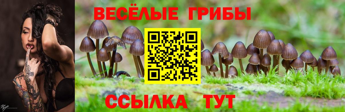 Псилоцибиновые грибы Cubensis  Вход с VPN  Псилоцибиновые грибы мицелий  Гусиноозёрск 